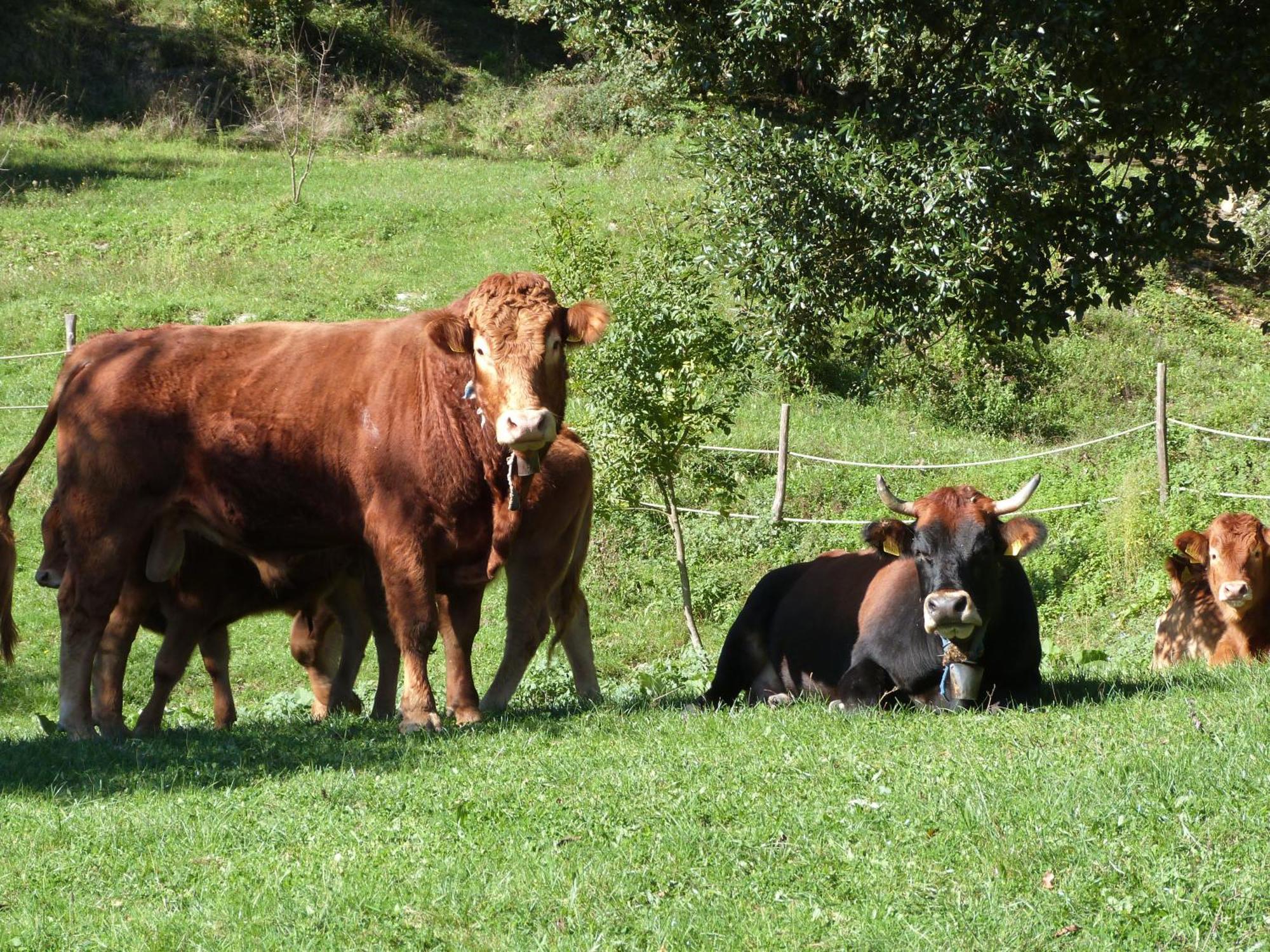 Agriturismo Giandriale Tavarone Dış mekan fotoğraf